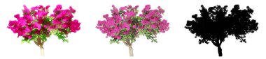 Bougainvillea çalılarının seti veya koleksiyonu, boyanmış, doğal ve siyah bir siluet olarak, beyaz arka planda izole edilmiş. Doğa, ekoloji ve koruma için kavramsal veya kavramsal 3d illüstrasyon, güzellik, yaz 