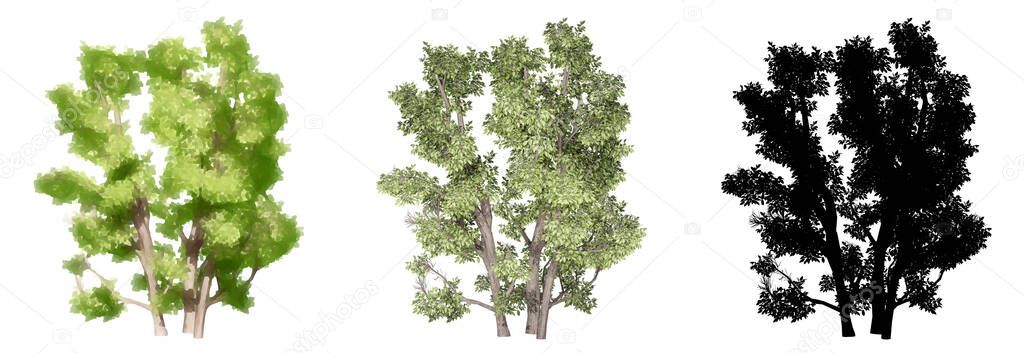 Set or collection of Common Hazel trees, painted, natural and as a black silhouette on white background. Concept or conceptual 3d illustration for nature, ecology and conservation, strength, endurance, beauty