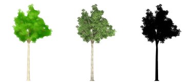 Campher Laurel ağaçlarının seti veya koleksiyonu, boyanmış, doğal ve beyaz arka planda siyah bir siluet olarak. Doğa, ekoloji ve koruma, güç, dayanıklılık ve güzellik için kavramsal ya da kavramsal 3D illüstrasyon