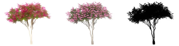 Conjunto Coleção Árvores Crape Myrtle Pintado Natural Como Uma Silhueta — Fotografia de Stock