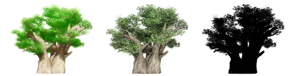 Conjunto Coleção Árvores Baobás Pintadas Naturais Como Uma Silhueta Preta — Fotografia de Stock