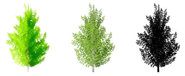 Eagleston Savannah Holly ağaçlarının seti veya koleksiyonu, beyaz arka planda siyah bir siluet olarak resmedilmiş. Doğa, ekoloji ve koruma, güç, dayanıklılık ve güzellik için kavramsal ya da kavramsal 3D illüstrasyon