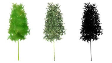 Bambu ağaçlarının seti ya da koleksiyonu, boyanmış, doğal ve beyaz arka planda siyah bir siluet olarak. Doğa, ekoloji ve koruma, güç, dayanıklılık ve güzellik için kavramsal ya da kavramsal 3D illüstrasyon