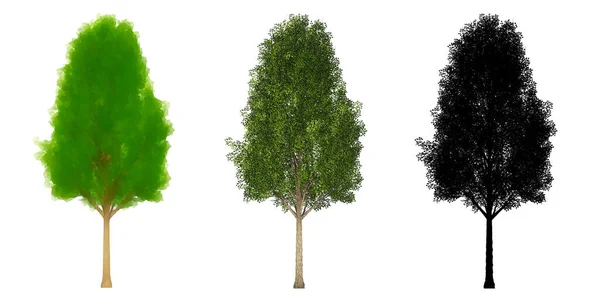 ブラックポプラの木 自然と白の背景に黒のシルエットとしてのセットまたはコレクション 生態系と保全 持久力 美しさのための概念または概念的な3Dイラスト — ストック写真
