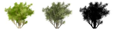 Zeytin Çalı ağaçlarının seti ya da koleksiyonu, boyanmış, doğal ve beyaz arka planda siyah bir siluet olarak. Doğa, ekoloji ve koruma, güç, dayanıklılık ve güzellik için kavramsal ya da kavramsal 3D illüstrasyon