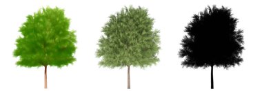 Avustralya Söğüt ağaçlarının seti ya da koleksiyonu, boyalı, doğal ve beyaz arka planda siyah bir siluet olarak. Doğa, ekoloji ve koruma, güç, dayanıklılık ve güzellik için kavramsal ya da kavramsal 3D illüstrasyon