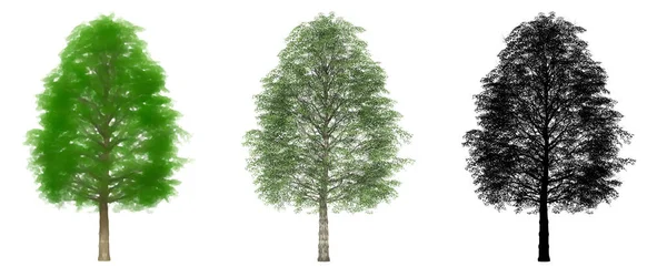 Set Nebo Sbírka Cherrybark Oak Stromy Malované Přírodní Jako Černá — Stock fotografie