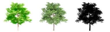 Cedar Elm ağaçlarının seti ya da koleksiyonu, boyalı, doğal ve beyaz arka planda siyah bir siluet olarak. Doğa, ekoloji ve koruma, güç, dayanıklılık ve güzellik için kavramsal ya da kavramsal 3D illüstrasyon