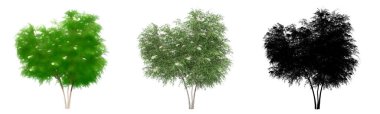Siyah Elder ağaçlarının seti ya da koleksiyonu, boyanmış, doğal ve beyaz arka planda siyah bir siluet olarak. Doğa, ekoloji ve koruma, güç, dayanıklılık ve güzellik için kavramsal ya da kavramsal 3D illüstrasyon