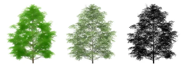 チェリーバークオークの木 白の背景に黒いシルエットのセットまたはコレクション 生態系と保全 持久力 美しさのための概念または概念的な3Dイラスト — ストック写真