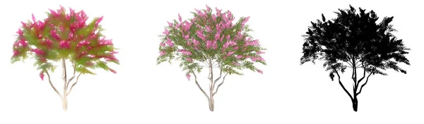 Zestaw Lub Kolekcja Crape Myrtle Drzew Malowane Naturalne Jako Czarna — Zdjęcie stockowe