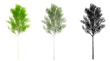 Avrupa Aspen ağaçlarının seti veya koleksiyonu, boyanmış, doğal ve beyaz arka planda siyah bir siluet olarak. Doğa, ekoloji ve koruma, güç, dayanıklılık ve güzellik için kavramsal ya da kavramsal 3D illüstrasyon