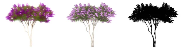 Conjunto Coleção Árvores Crape Myrtle Pintado Natural Como Uma Silhueta — Fotografia de Stock