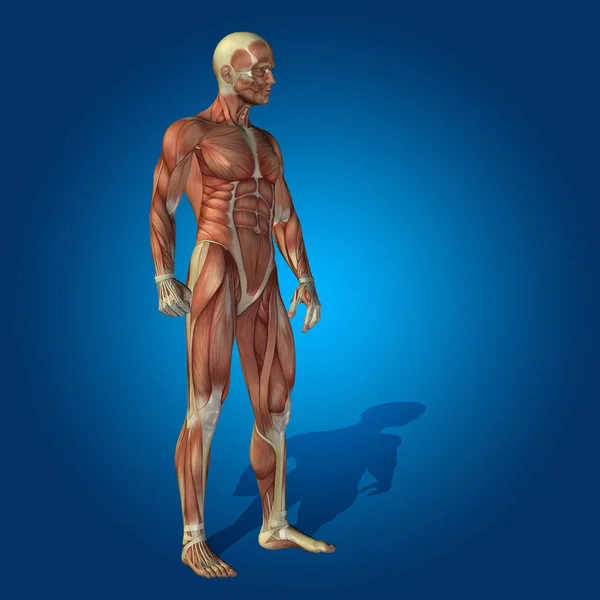 Anatomischer Körper mit Muskeln für Gesundheit oder Sport — Stockfoto