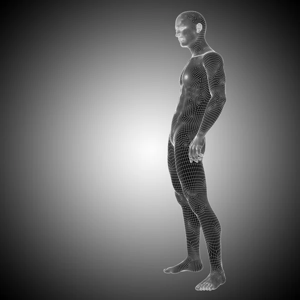 Anatomia maschile a maglie o wireframe — Foto Stock