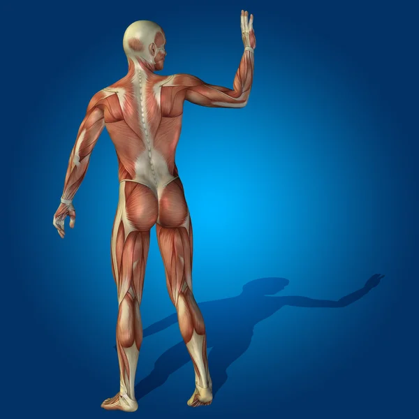 Cuerpo de anatomía con músculo para la salud o el deporte — Foto de Stock