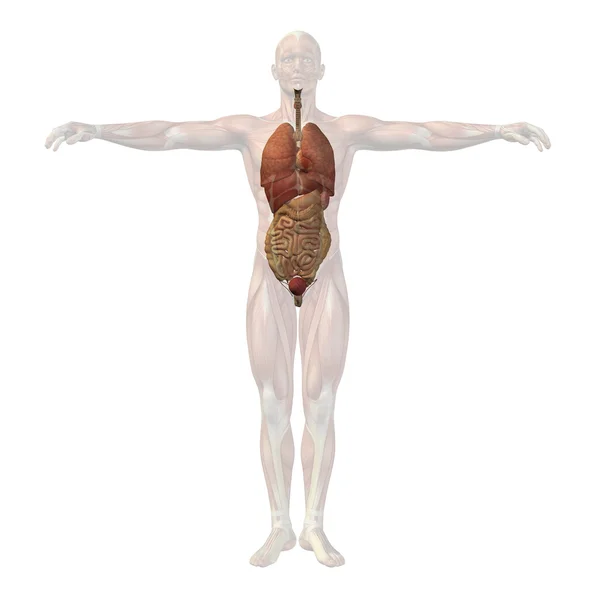 Human man structure with internal organs — Stock Photo, Image