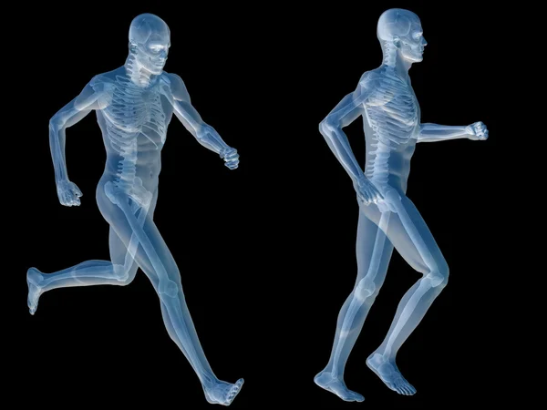Людина або людина з м'язами і скелетом — стокове фото