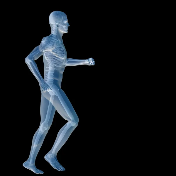 3D-анатомия или иллюстрация тела — стоковое фото