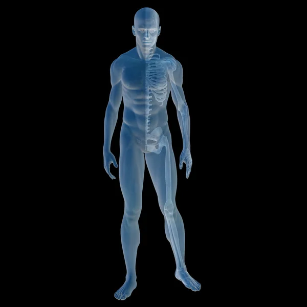 3d male anatomy with muscles and skeleton — Stock Photo, Image