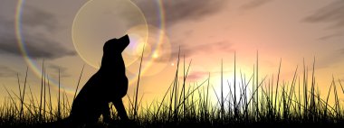 genç güzel siyah şirin köpek