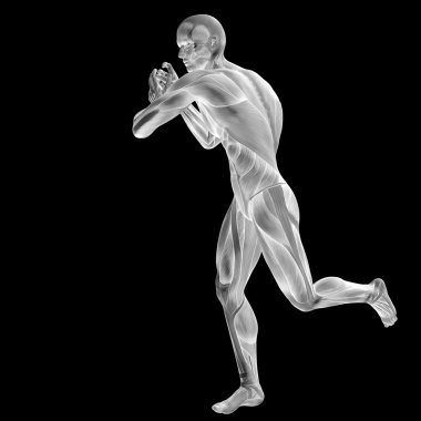 Anatomi tasarımlar için kaslı adam.