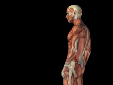 kavramsal stong insan