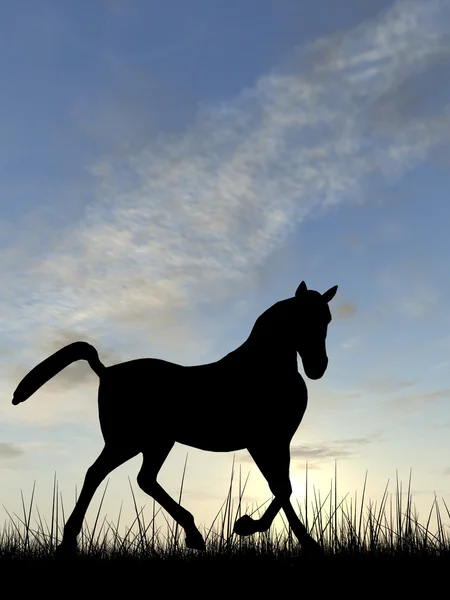 Belle silhouette de cheval noir — Photo