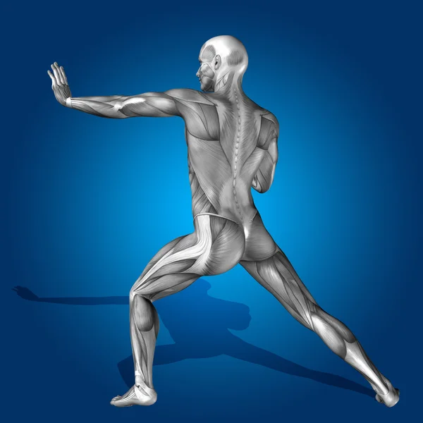 Biceps, Triceps - movement of the arm and hand muscles Stock