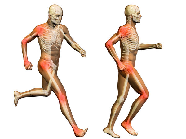 3D human  with muscles