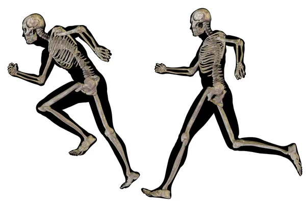 Człowiek z mięśni i szkieletu — Zdjęcie stockowe