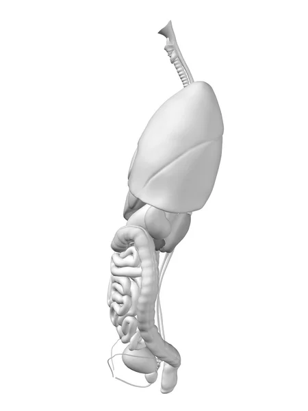 Interne buik of thorax organen — Stockfoto