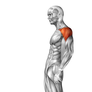 Göğüs insan anatomisi