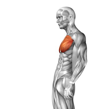 Göğüs insan anatomisi