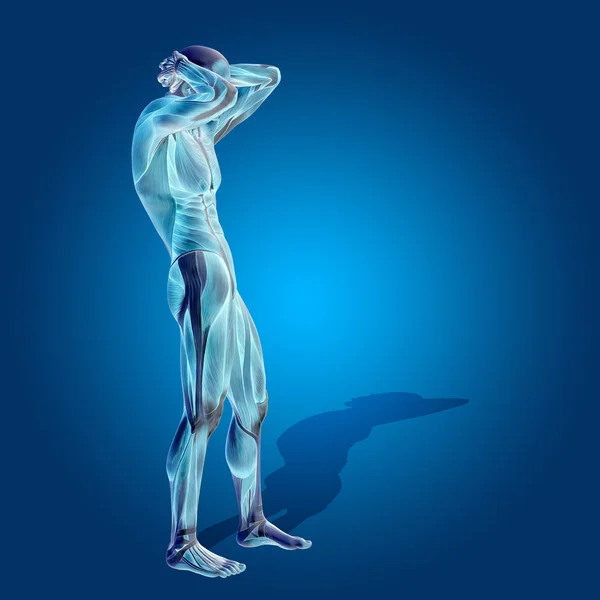 Ανατομία σώμα με τους μυς — Φωτογραφία Αρχείου