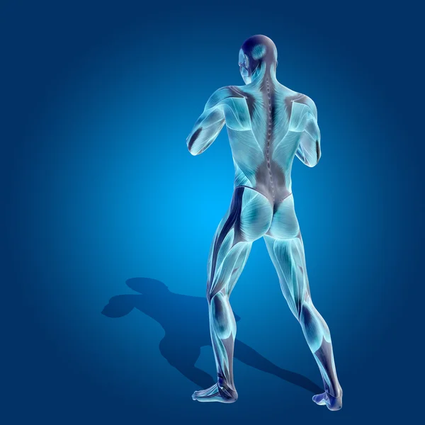 Cuerpo de anatomía con músculo — Foto de Stock