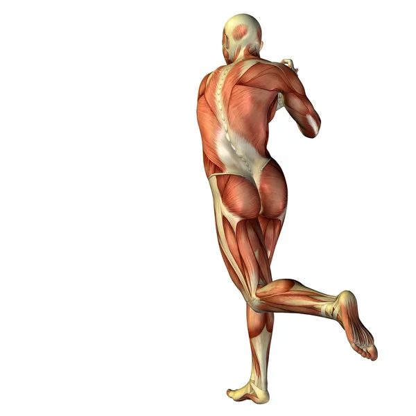 3D человек с мышцами — стоковое фото