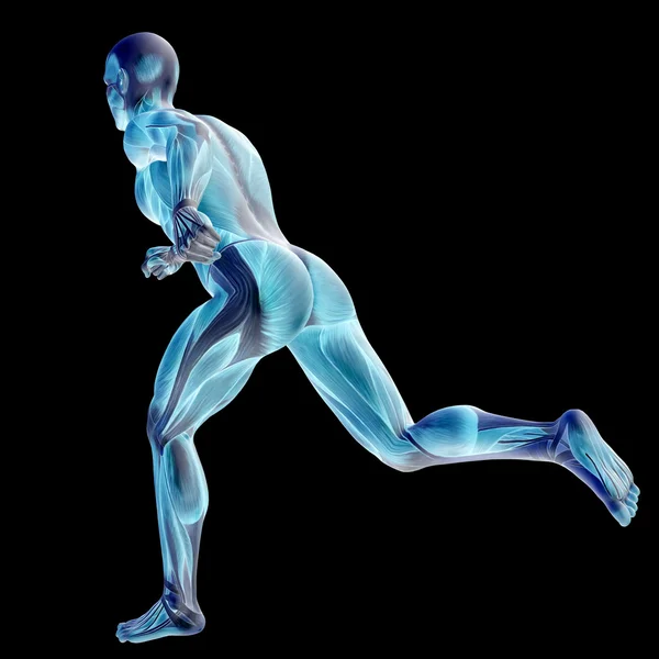 3D człowieka z mięśni — Zdjęcie stockowe
