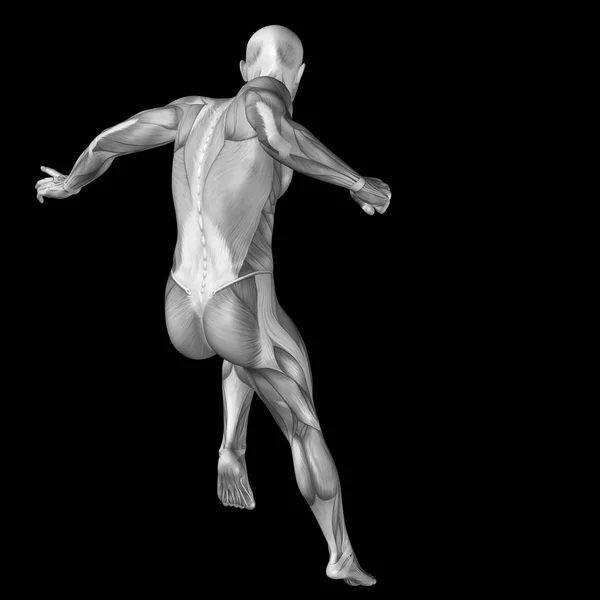 3D lidské svaly — Stock fotografie