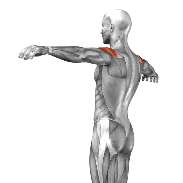 Espalda anatomía humana — Foto de Stock