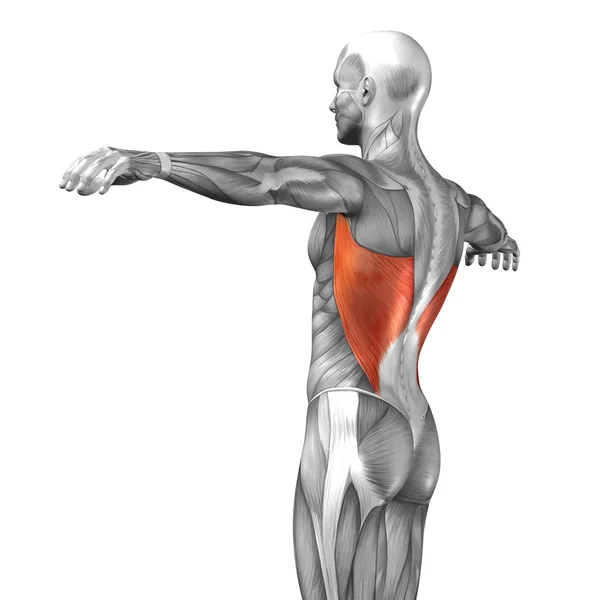 Anatomia człowieka z powrotem — Zdjęcie stockowe