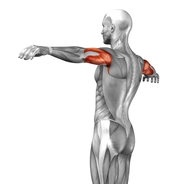 Tríceps anatomía humana —  Fotos de Stock