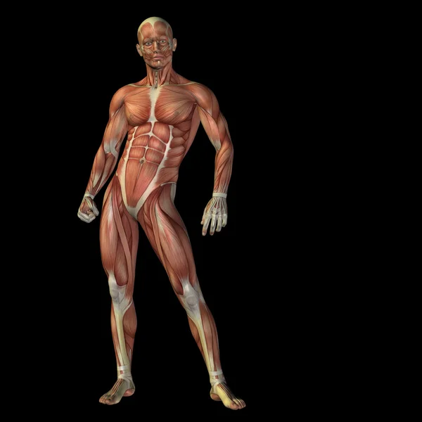 मांसपेशियों के साथ 3 डी मानव — स्टॉक फ़ोटो, इमेज