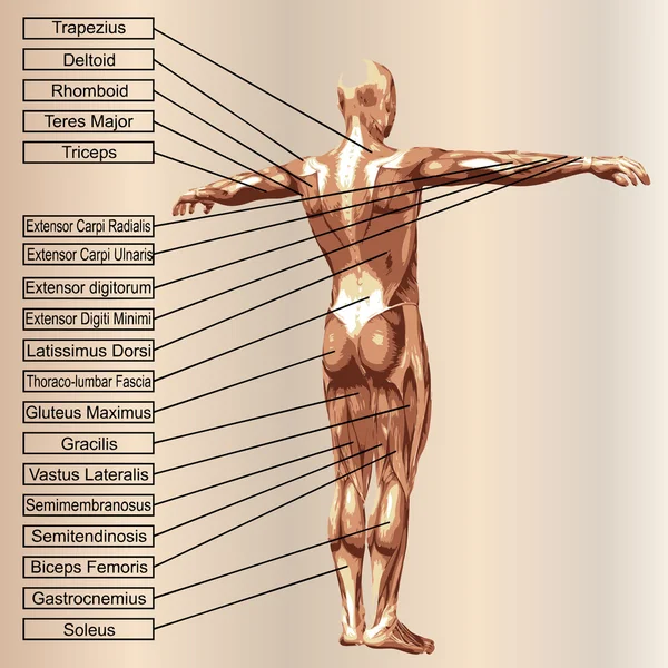 Anatomía humana conceptual 3D — Foto de Stock