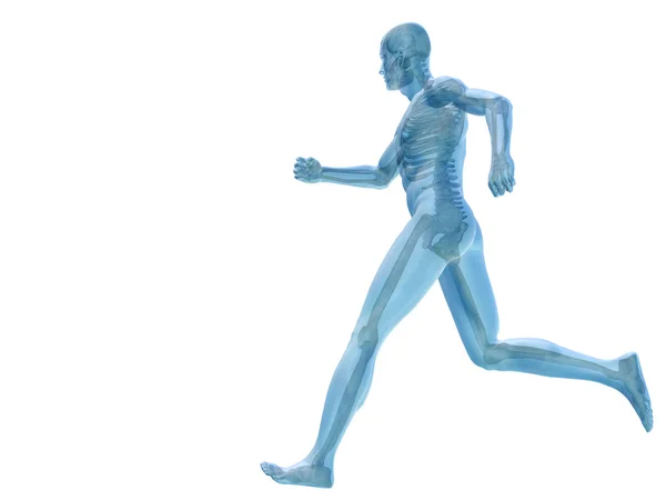 Anatomia 3D humana — Fotografia de Stock