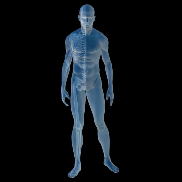 Anatomia mięśnie i kości — Zdjęcie stockowe