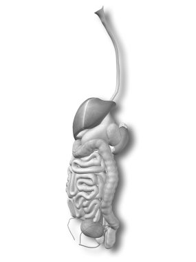 Anatomik sindirim sistemi