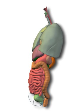 İç karın organları
