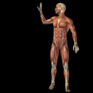 kaslar ile 3D insan