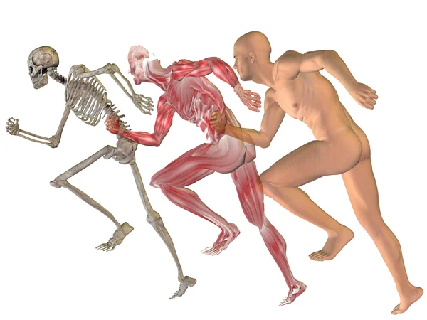 Konzeptionelle 3D menschliche Röntgenaufnahme — Stockfoto